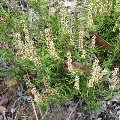 Lomandra obliqua, photographed by ronavery
