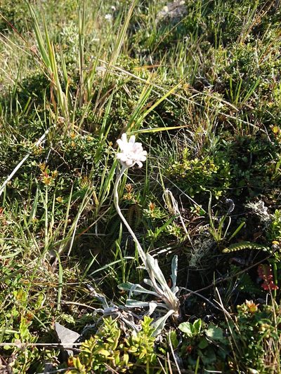 Leucheria hahnii, photographed by María Regina Silva