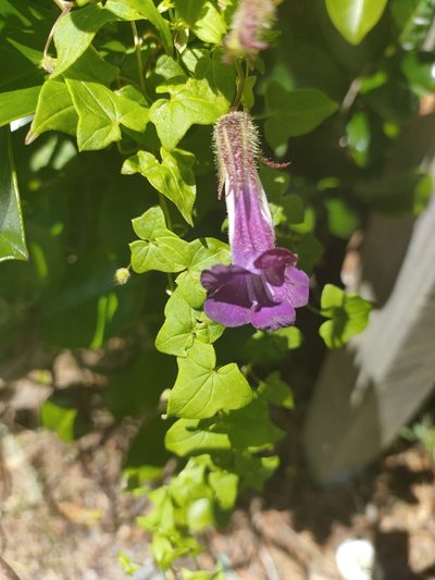 Maurandya barclayana, photographed by Richard Davies