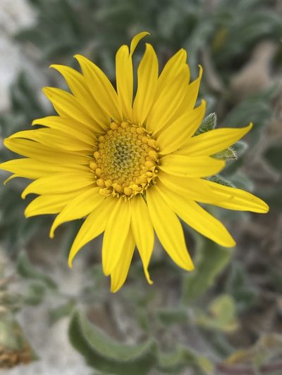 Heterotheca fulcrata, photographed by Bob Nieman