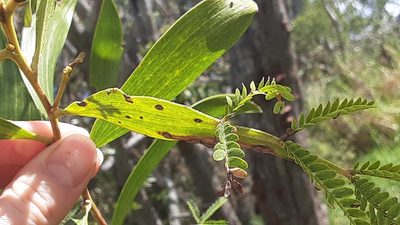 Acacia heterophylla, photographed by lauralaska66