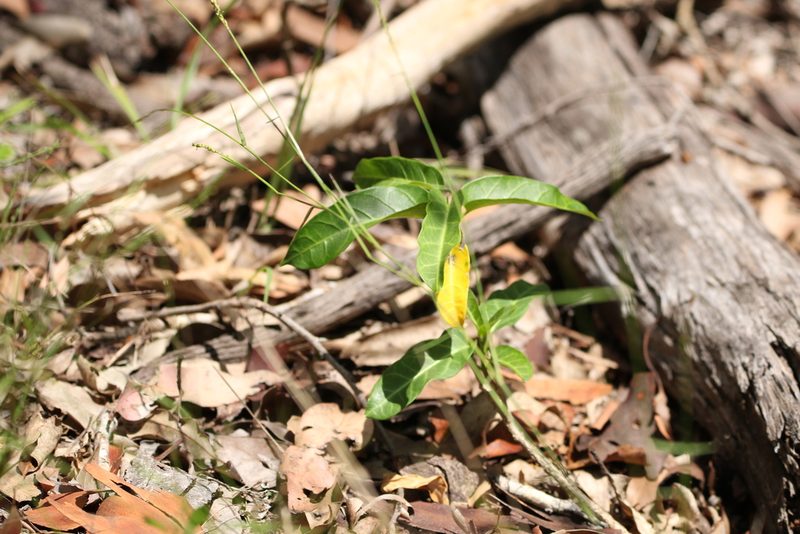 Leichhardtia lloydii, photographed by Greg Tasney
