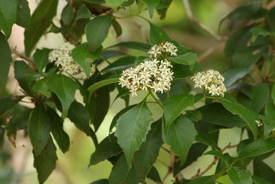 Auranticarpa rhombifolia, photographed by Greg Tasney