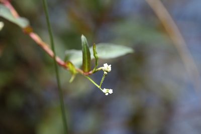 Persicaria dichotoma, photographed by Greg Tasney