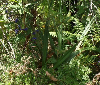 Dianella tasmanica, photographed by ianrainbow