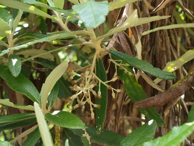 Bedfordia arborescens, photographed by ianrainbow