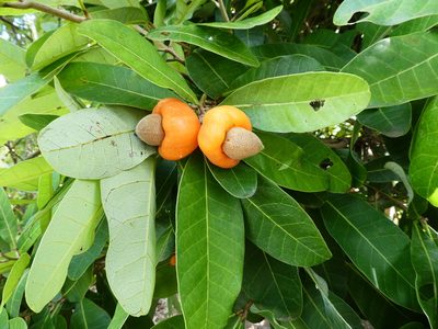 Semecarpus australiensis, photographed by Steve Fitzgerald