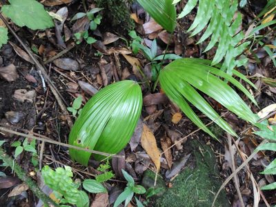Livistona chinensis, photographed by Augustin Soulard