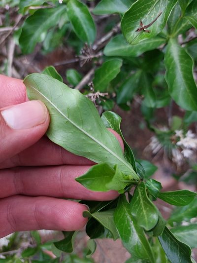Pavetta catophylla, photographed by Manuel R Popp