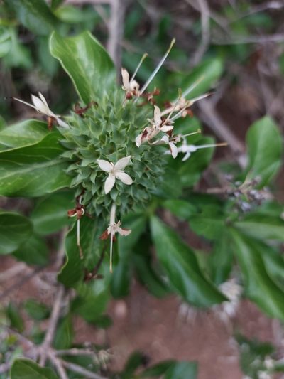 Pavetta catophylla, photographed by Manuel R Popp