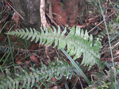 Blechnum hastatum, photographed by David Gutiérrez