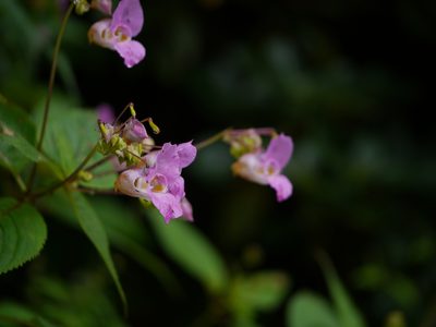 Impatiens sulcata, photographed by Dinesh Valke