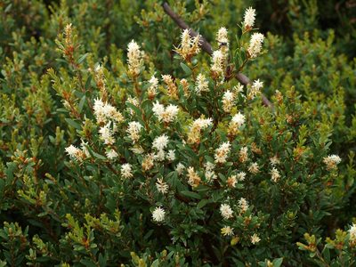 Orites lancifolius, photographed by ianrainbow