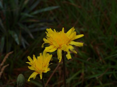 Microseris lanceolata, photographed by ianrainbow