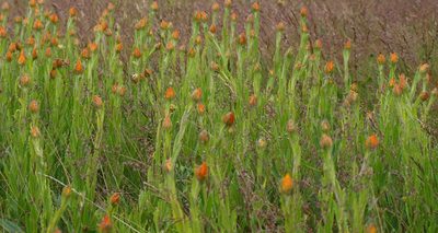Xerochrysum subundulatum, photographed by ianrainbow
