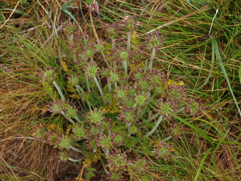 Chaerophyllum eriopodum, photographed by ianrainbow