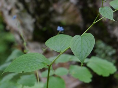 Hackelia uncinata, photographed by Dinesh Valke