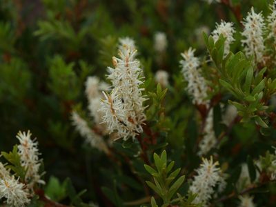 Orites lancifolius, photographed by ianrainbow