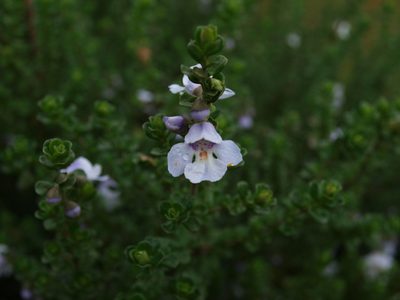 Prostanthera cuneata, photographed by ianrainbow