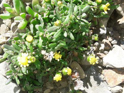 Senecio lautus, photographed by naturewatchwidow