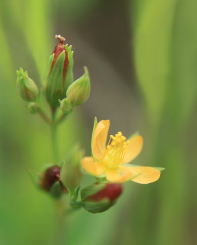 Hypericum majus, photographed by Étienne Lacroix-Carignan