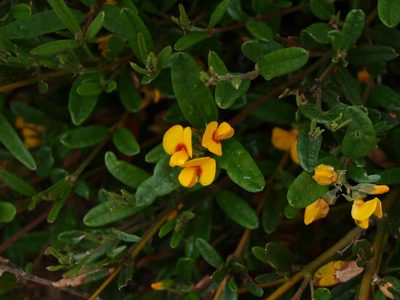 Podolobium alpestre, photographed by ianrainbow