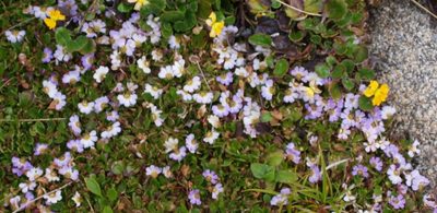 Scaevola hookeri, photographed by ianrainbow