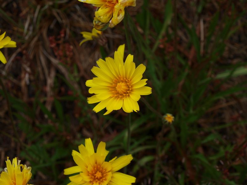Microseris lanceolata, photographed by ianrainbow