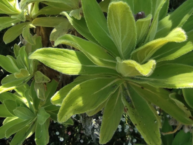 Psiadia anchusifolia, photographed by Augustin Soulard