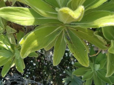 Psiadia anchusifolia, photographed by Augustin Soulard
