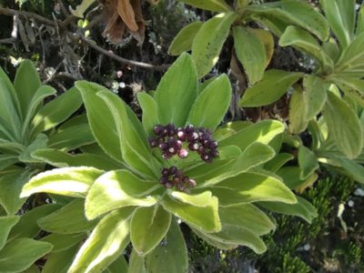 Psiadia anchusifolia, photographed by Augustin Soulard