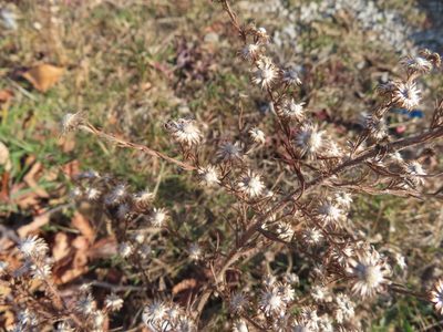 Symphyotrichum pilosum