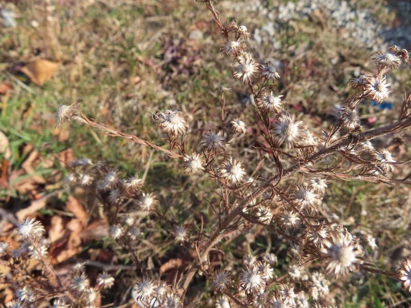 Symphyotrichum pilosum, photographed by Eric Schmidt