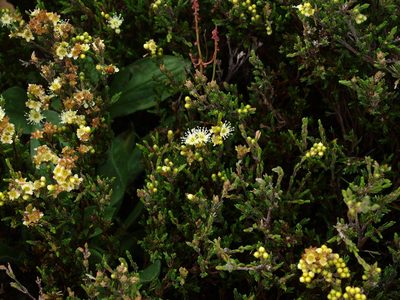Kunzea muelleri, photographed by ianrainbow