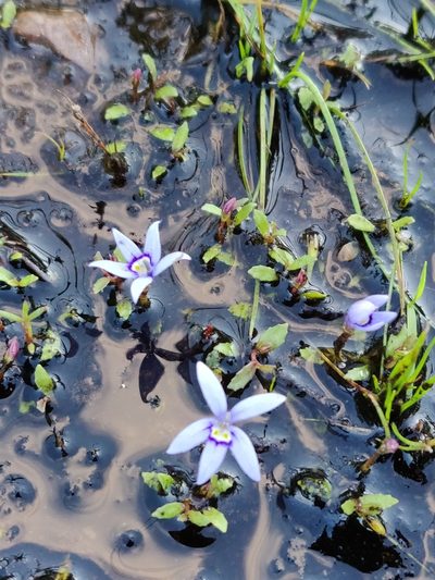 Isotoma fluviatilis, photographed by Donald Hobern