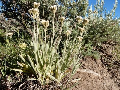 Antennaria anaphaloides, photographed by Matt Lavin