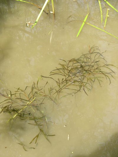 Potamogeton compressus, photographed by Oleg Kosterin