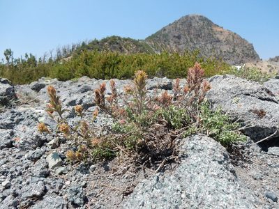 Castilleja viscidula, photographed by Matt Lavin