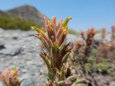 Castilleja viscidula, photographed by Matt Lavin