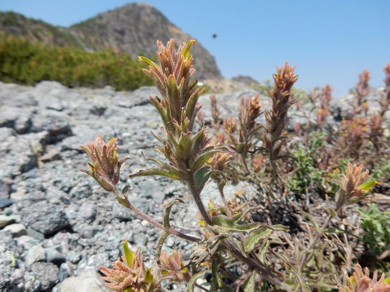 Castilleja viscidula, photographed by Matt Lavin