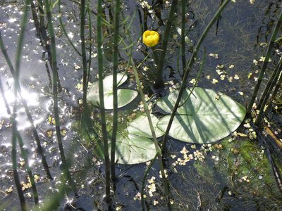 Nuphar pumila, photographed by Oleg Kosterin