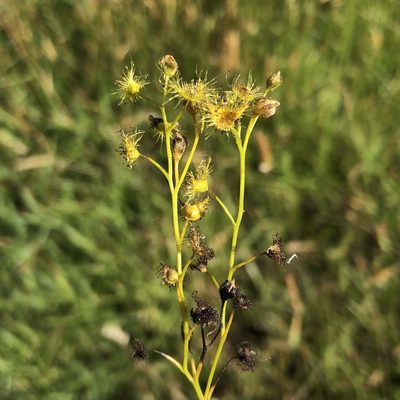 Drosera hookeri, photographed by James K. Douch