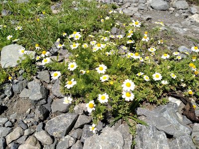 Anthemis cotula, photographed by Leon Perrie