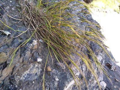 Anthosachne solandri