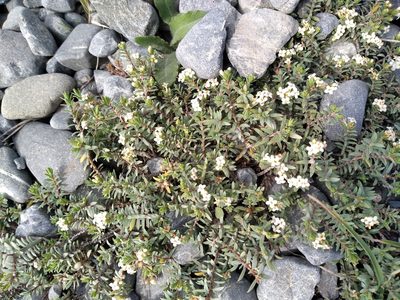 Pimelea prostrata, photographed by Leon Perrie