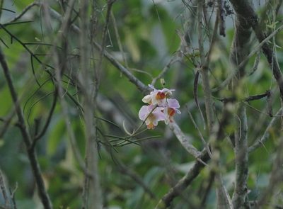 Papilionanthe teres, photographed by Thibaud Aronson