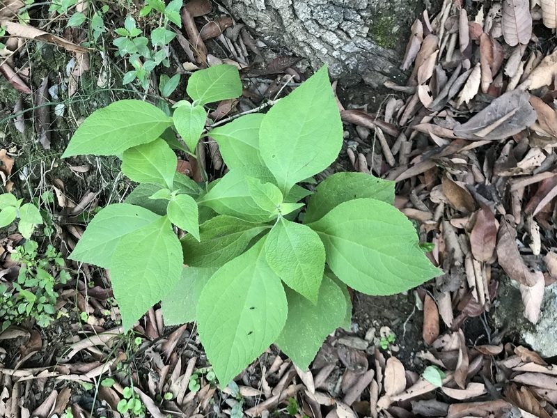 Greenmaniella resinosa, photographed by Adriana Nelly Correa Sandoval