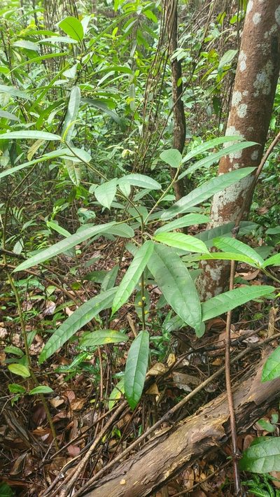 Ficus aurata, photographed by Cheongweei Gan