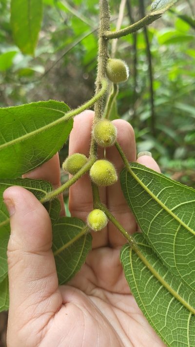 Ficus aurata, photographed by Cheongweei Gan