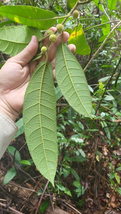 Ficus aurata, photographed by Cheongweei Gan